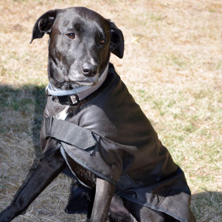 Oilskin Dog Coat Aussie Canvas